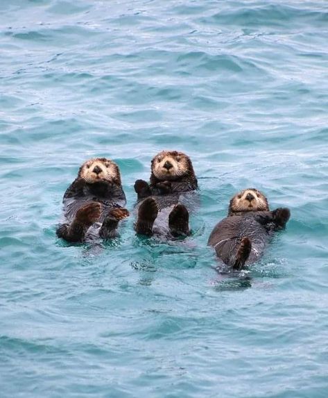 Baby Sea Otters, Baby Otter, Glacier Bay National Park, Sea Otters, Baby Otters, Princess Cruises, Ocean Conservation, Sea Otter, Cute Puppy