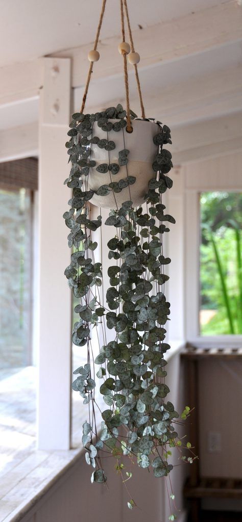 Truck Garden, String Of Hearts Plant, Balkon Decor, String Of Hearts, Plant Hanging, Alpine Plants, Hanging Plants Indoor, Garden Types, Plant Aesthetic