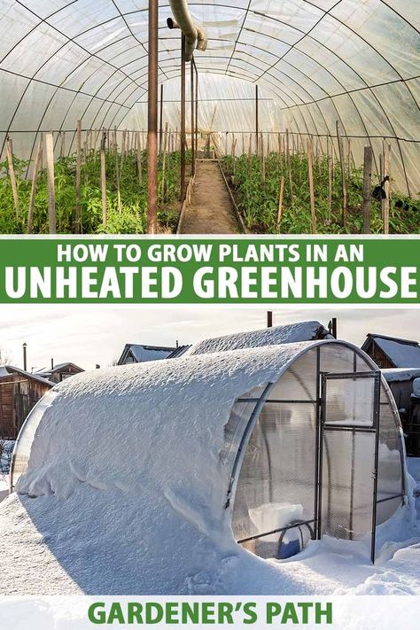 Greenhouses don’t need to be heated to help you extend the growing season. It’s possible to grow tons of crops year-round without supplemental heat. Gardener’s Path helps you figure out how to use an unheated greenhouse to its fullest potential. Learn more in our complete guide. #gardening #greenhouse #gardenerspath Diy Greenhouse For Cold Climate, Large Diy Greenhouse, Greenhouse In Michigan, Year Round Greenhouse Canada, Zone 5 Greenhouse, How To Greenhouse, Affordable Greenhouse Diy, Unheated Greenhouse Growing, Greenhouse Temperature Control