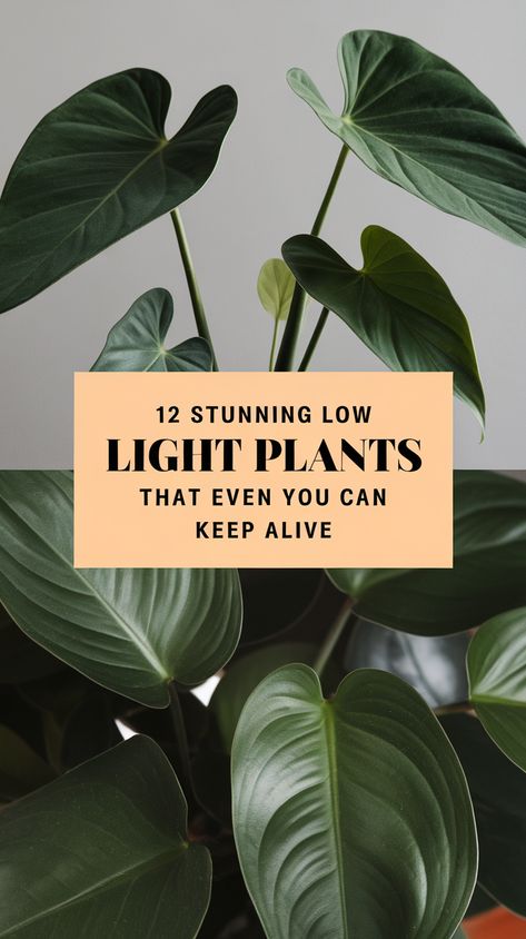 12 Stunning Low Light Plants That Even You Can Keep Alive (Trust Us, #6 is a Game-Changer!) Plants That Grow In Low Light Indoors, Plants No Light Indoor, Good Indoor Plants Low Lights, Plants That Do Well In Low Light, Plants That Don’t Need A Lot Of Light, No Sun Plants Indoor, Low Light Indoor Plant, Easy Plants To Grow Indoors Low Lights, Best Low Light Plants