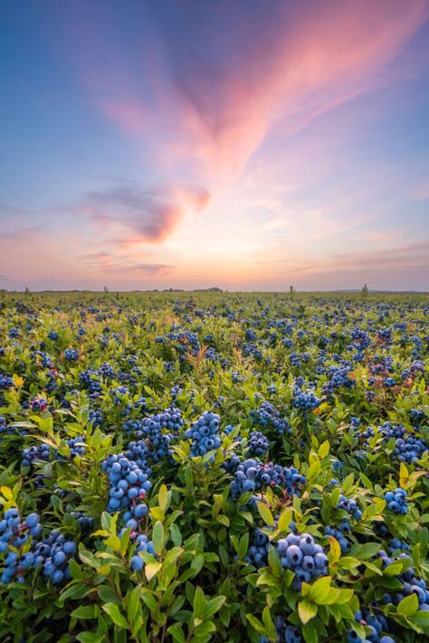 Blueberry Field, Strawberry Shortcake, Agriculture, Brandy, Vision Board, Technology, Collage, Pins, Quick Saves