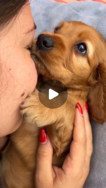 cocker spaniel 🦮 on Instagram: "👫 Tag a friend⠀Sweeter than honey 🍯  📸 Credit @channy_and_sherly.cocker 🥰" Mini Cocker Spaniel, Golden Cocker Spaniel Puppies, Red Cocker Spaniel, Red Cockapoo, Cuddles And Kisses, Cocker Spaniel Anglais, English Cocker Spaniel Puppies, Cocker Dog, Golden Cocker Spaniel