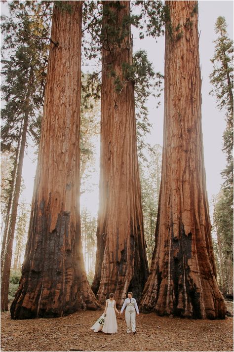 Sequoia National Park Photography, Connection Photography, National Park Photography, Redwood Wedding, Beautiful California, National Parks Photography, National Park Elopement, Beautiful Wedding Photography, Park Elopement