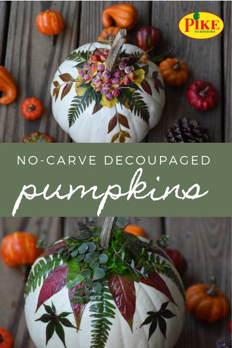 Use the colorful foliage of fall, pulled from your own yard, to create stunning no-carve decorated pumpkins! ... #pumpkins #decoupage #fall #autumn #Halloween #Thanksgiving #falldecor #pumpkindecorating #pumpkinideas Colored Pumpkins Painting, Floral Decoupage Pumpkin, Decoupage Pumpkins With Flowers, Easy Pumpkin Crafts For Adults, Decopage Ideas Pumpkins, Non Carved Decorated Pumpkins, Decorated Pumpkins Without Carving, Greenhouse Workshop, Pumpkin Painting Ideas Cute