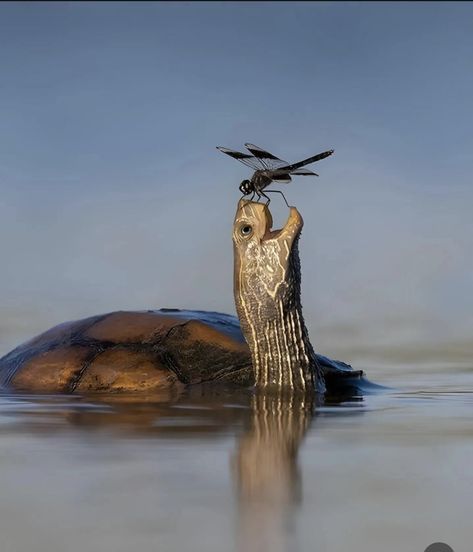 Wildlife Photography National Geographic, Animals National Geographic, National Geographic People, Unlikely Animal Friends, National Geographic Animals, National Geographic Photography, Big Turtle, National Geographic Photographers, Turtle Pond