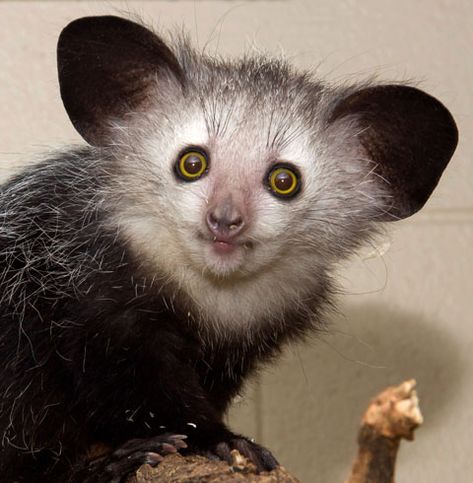 The aye-aye (Daubentonia madagascariensis) is a lemur, a strepsirrhine primate native to Madagascar. Deciduous Forest, Denver Zoo, Forest Habitat, Mangrove Forest, Aye Aye, Interesting Animals, Animal Cute, Unusual Animals, Rare Animals