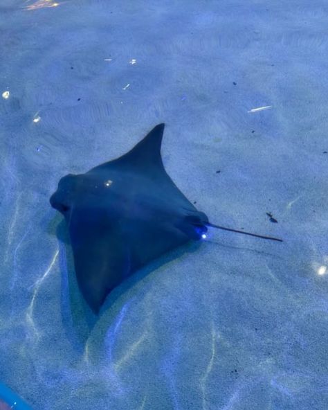 THE STINGRAYS WERE SO CUTEE :3 . . . #aquarium #08 #explore #fyp #explorepage Stingray Smile, Stingray Photo, Stingray Aesthetic, Cute Stingray, Ray Fish, Sting Rays, Shark Pictures, Ocean Aesthetic, Mha Oc