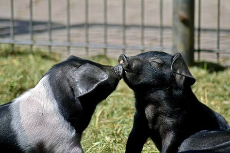 Pig Showing, Teacup Pigs, Pot Belly Pigs, Isle Of Dogs, Show Cattle, Showing Livestock, Mini Pigs, Pig Farming, Owning A Cat