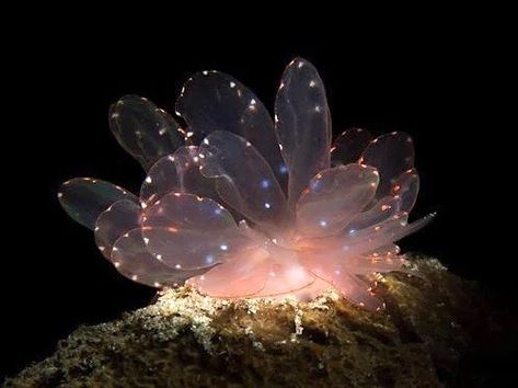 La vie est belle on Twitter: "Cyerce elegans sea slugs… " Cyerce Elegans, Deep Sea Creatures, Sea Snail, Sea Slug, Beautiful Sea Creatures, Slug, Marine Animals, Ocean Creatures, Ocean Animals