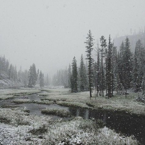 Bg Background, Comic Aesthetic, Faerie Aesthetic, Ange Demon, Forest Background, Trees Nature, I Love Winter, Snowy Forest, Snowy Winter