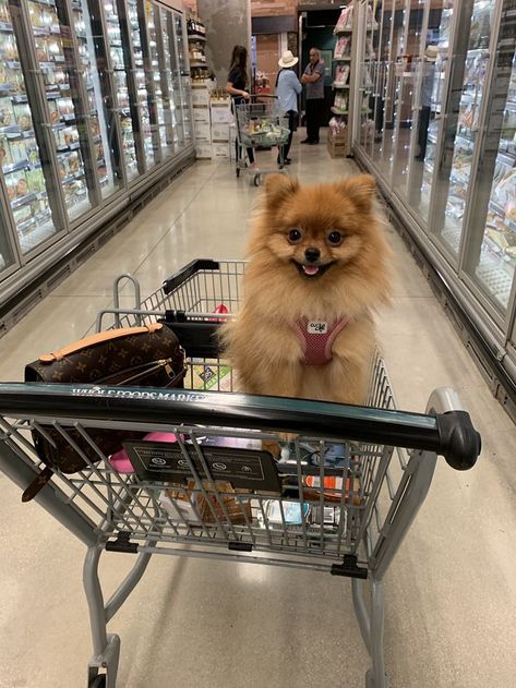 Pom Mom, Puppy Mom, Dog Mommy, Spoiled Dogs, Cute Dog Pictures, Super Cute Animals, Pomeranian Dog, Pomeranian Puppy, Dog Blog