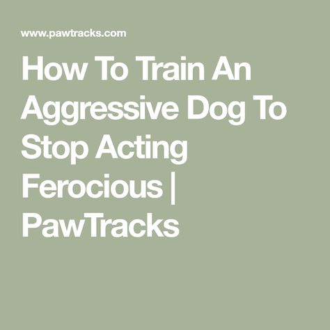 How To Train An Aggressive Dog To Stop Acting Ferocious | PawTracks Aggressive Dog Training, Aggressive Dog, Strong Feelings, Old Dogs, How To Train, Dog Behavior, New Tricks, Pet Parent, Veterinarian