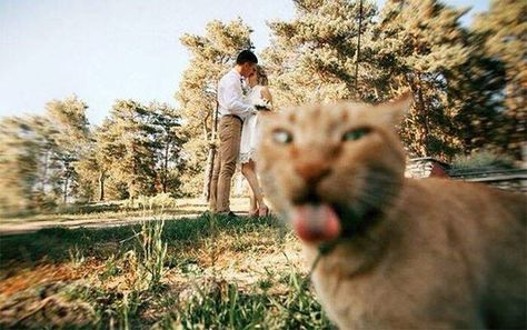 Cat reaction after watching couple kissing in park Funny Animal Pictures, Koci Humor, Funny Wedding Photos, Cat Wedding, Funny Animal Memes, 귀여운 동물, Animal Memes, Cat Photo, Crazy Cats