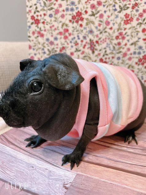 Guinea pig clothes. Rainbow pattern pink shirt. Made in Japan. Handmade. Stretchy fabric. Chest approx.9.843 in Please keep an eye on pets. Please note that we do not take any responsibility or liability for any damage or loss caused through our service. Body weight 2.2 lbs or less of the guinea pig. Hand wash only. Please do not use the dryer. Pig Clothes, Guinea Pig Clothes, Pig Shirt, Pig Shirts, Pet Guinea Pigs, Kitty Items, Clothes Shirt, Cute Guinea Pigs, Japan Outfit