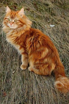 Orange?  Nah!  They Orange Tabby Cats, Forest Cat, Norwegian Forest Cat, Orange Cats, Ginger Cats, Domestic Cat, Dolly Parton, Orange Cat, Warrior Cats