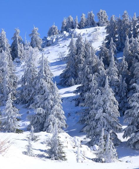 Lebanon Winter, Mount Lebanon, Beirut Lebanon, Beirut, Winter Snow, Lebanon, Middle East, Winter Wonderland, Mount Everest