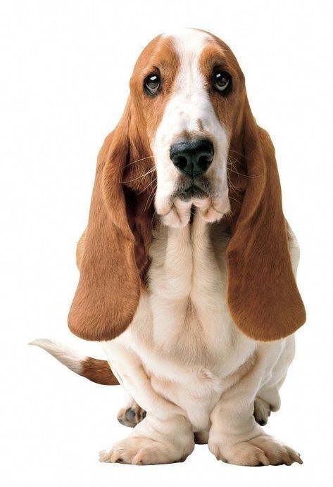 Basset Hound Art, Basset Dog, Hound Dog Breeds, Bloodhound Dogs, Basset Hound Puppy, Hound Puppies, Basset Hound Dog, Bassett Hound, Beagle Puppy