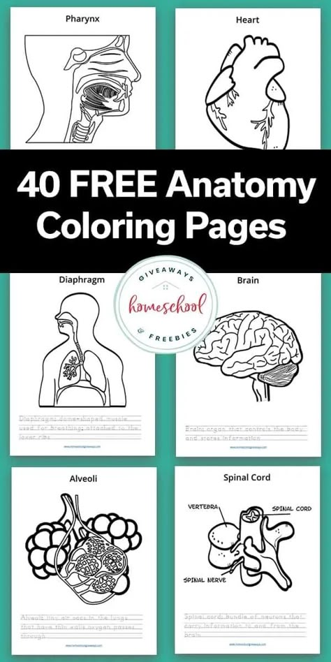 If you are studying the human body and human anatomy you are going to love these free coloring pages and resources to go along with it. Anatomy Coloring Pages Free Printable, Human Anatomy Coloring Pages, Human Body Coloring Pages, Anatomy Coloring Pages, Human Body Homeschool, Human Body Printables, Human Body Unit Study, Anatomy Coloring, Human Body Science