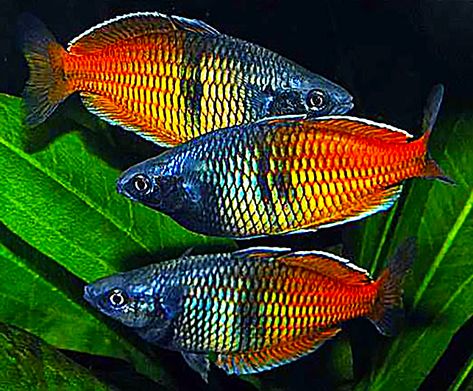 Rainbowfish (Melanotaeniidae) #Rainbowfish #Melanotaeniidae #PlantedTank #Aquascape #FreshwaterFish #Fish #Aquascaping #Aquarium #FreshWaterTank  #FishTank Ikan Air Tawar, Tropical Freshwater Fish, Discus Fish, Fish Home, Freshwater Aquarium Fish, Home Aquarium, Fish For Sale, Rainbow Fish, Underwater Creatures