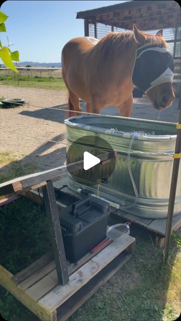 Rachel Liana on Instagram: "Water fountain project for the ponies 🙌  Trubee likes it, Tucker and Adee prefer still water though 🤣 The fountain runs off solar so only has enough juice to run part time, so the horses have plenty of opportunities to drink while it’s not running! Plus a second smaller water bucket that is easy to dump and clean regularly to prevent bugs in it.   This contraception has a filter built into it, so we’re hoping it will be able to keep the trough clean for a lot longer than before! I was cleaning larvae out of here constantly until we implemented the fountain, and haven’t seen any since 🥳   We chose not to do an autofill because we like tracking how much the horses are drinking by refilling it manually, too. We’re also trying this method instead of fish, but we Cow Trough, Horse Water Trough, Cattle Trough, Diy Water Pump, Horse Trough, Drinking Water Fountain, Horse Water, Four Horses, Water Trough