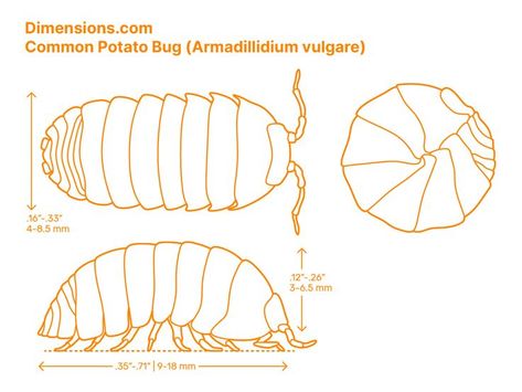 A non-threatening appearance makes the Common Potato Bug (Armadillidium vulgare) a good choice as a pet. They belong to the family Armadillidiidae and native to drier coastal areas in Europe. They usually are oval-shaped with the dorsal plane moderately flattened and go by other names such as Common Pill Woodlouse, Roly-poly, Common Pill-bug, Carpenter, DoodleBug, and Slater. Downloads online #insects #arthropods #invertebrates #animals Isopod Anatomy, Pill Bug Art, Pill Bug Drawing, Roly Poly Drawing, Woodlouse Tattoo, Pillbug Tattoo, Arthropods Drawing, Potato Bug Tattoo, Millipede Drawing