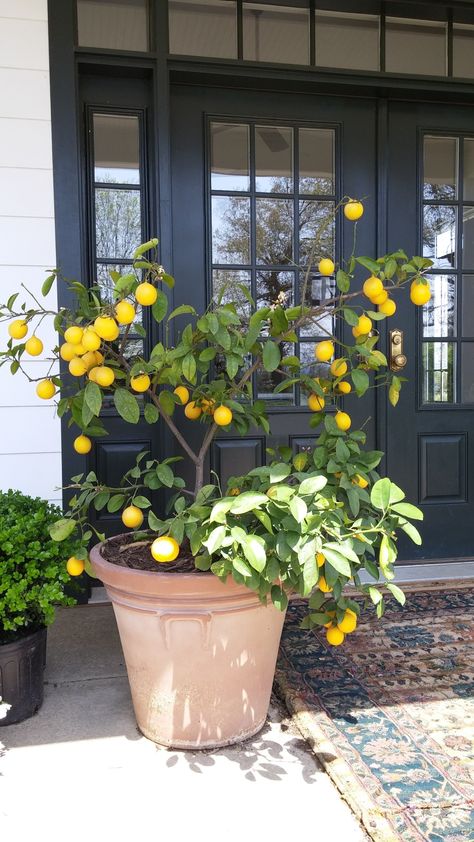 Citrus Trees Indoors, Lemon Tree In Backyard, Home Garden Aesthetic, Tattoo Plant, Home Vegetable Garden, Vegetable Garden Design, Lemon Tree, Veggie Garden, Balcony Garden