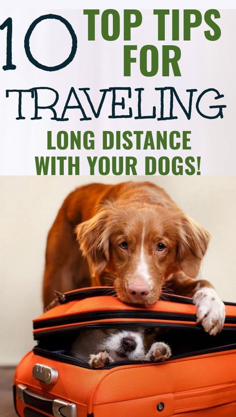 When you are planning on traveling long distance with dogs, you have to worry about many things, especially if traveling long distance with your dogs. Traveling With Dogs In Car, Tips For Traveling, Moving Long Distance, Long Car Rides, Travel Safety, Dog Safety, Dog Car, Dog Travel, Sleeping Dogs