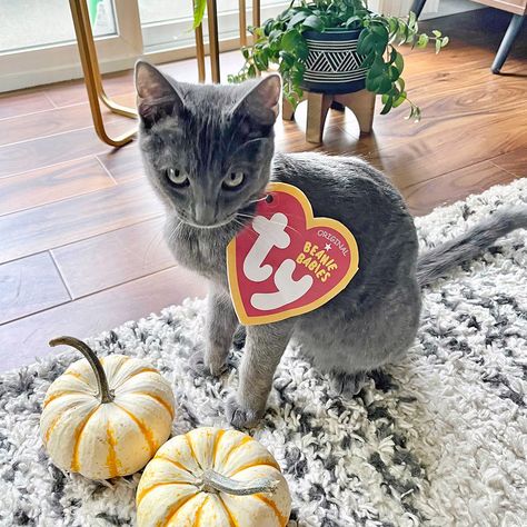 Ty on Instagram: “Only two more days until Halloween... Do you have your costume ready? Leo does! Print out a free Ty tag at the link in bio, and don't…” Boo Halloween Costume, Boo Costume, Days Until Halloween, Original Beanie Babies, Cat Beanie, Cat Halloween Costume, British Shorthair Cats, Beanie Boo, Ty Beanie Boos