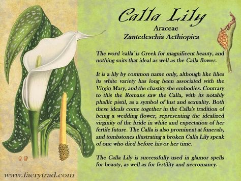 Phallic Flower, Glamor Spells, Necromancy Symbols, Lily Quotes, Fae Wings, Plant Magick, Lily Meaning, Wedding Flow, Calla Flower