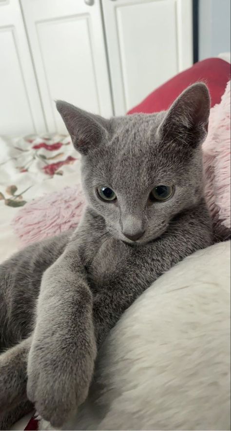 Silver Cat Aesthetic, Russian Blue Cat Kittens, Russian Blue Cat Aesthetic, Russian Grey Cat, Russian Blue Kitten, Russian Cat, Dream's Cat, Wallpaper Cat, Russian Blue Cat