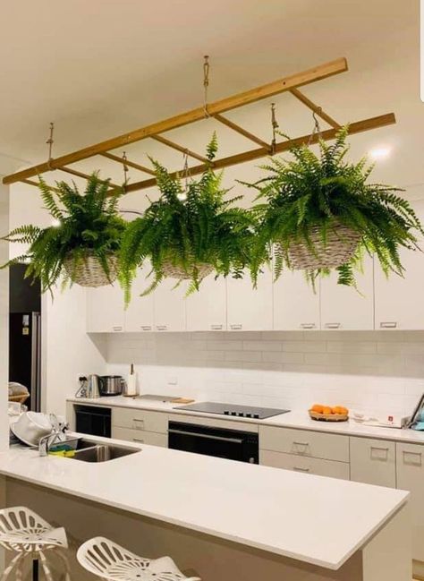 Hanging plants diy