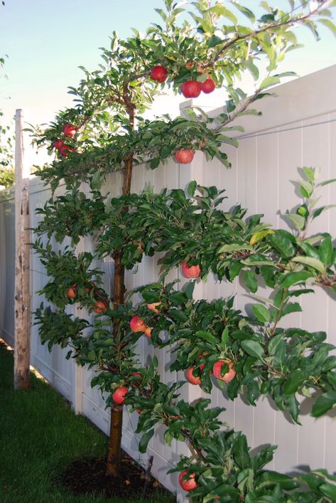 Fruit Garden, Scrub Ideas, Espalier Fruit Trees, Fruit Growing, Trellis Garden, Vertical Vegetable Gardens, Taman Air, نباتات منزلية, Have Inspiration