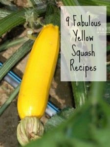 9 Fabulous Yellow Squash Recipes Fried Squash, Summer Squash Recipes, Yellow Squash Recipes, Yellow Zucchini, Healthy Plates, Yellow Summer Squash, Zucchini Squash, Squash Recipe, Yellow Squash