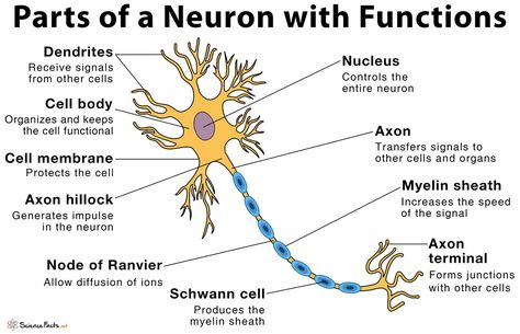 Structure Of Neuron Diagram, Nerve Cell Notes, Types Of Neurons Notes, Structure Of Neuron, Neuron Structure And Function, Brain Parts And Functions, Neuron Diagram, Neuro Anatomy, Neuron Structure