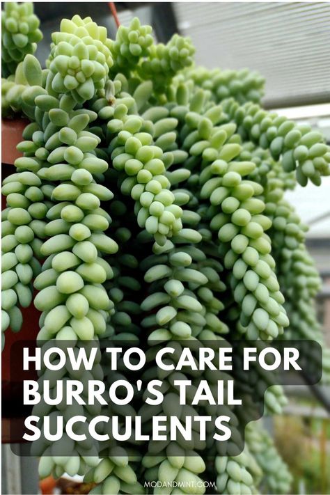 Donkey Tails Succulents, Donkey Tail Succulent Care, Hanging Succulents Indoor, Burrito Plant, Burrows Tail, Burros Tail Succulent, Donkey Tail Succulent, Burros Tail, Sedum Succulent