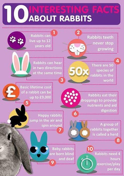 Rabbit Knowledge, Rabbit Activities, Happy Bunnies, Diy Bunny Cage, Bunny Care Tips, Rabbit Facts, Funny Bunny Videos, Rabbit Stuff, Bunny Ideas