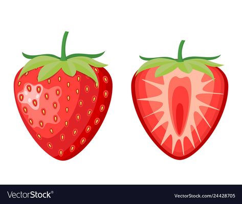 Half Strawberry Drawing, Strawberry Vector Illustration, Strawberry Slice Drawing, Strawberry Drawing Aesthetic, Strawberry Drawing Simple, Cute Strawberry Drawing, Berries Drawing, Strawberries Drawing, Strawberries Photography