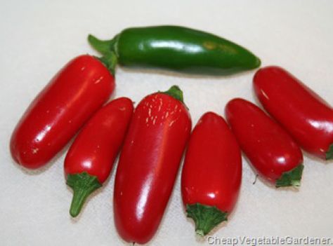 HOW TO SAVE JALAPENO SEEDS Growing Jalapenos, Harvesting Seeds, Store Fresh Herbs, Grow Boxes, Jalapeno Peppers, Growing Veggies, Pepper Plants, Garden Veggies, Seed Saving