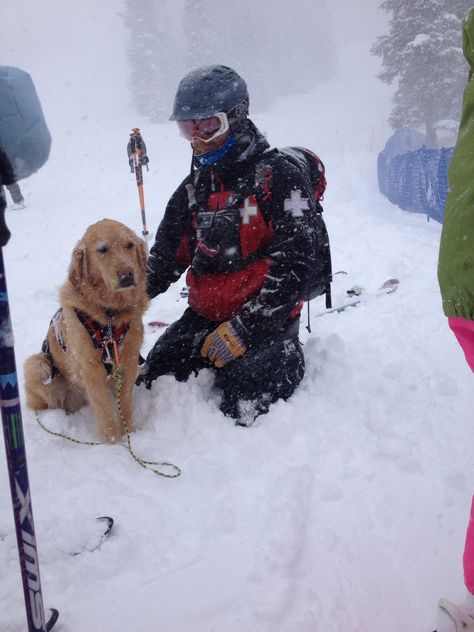 Avalanche dog, Rio - he looks patient North Face Steep Tech, Ski Photos, Mountain Rescue, Old Skis, Face Gear, Vintage North Face, Ski Patrol, Skiing Aesthetic, Search And Rescue Dogs