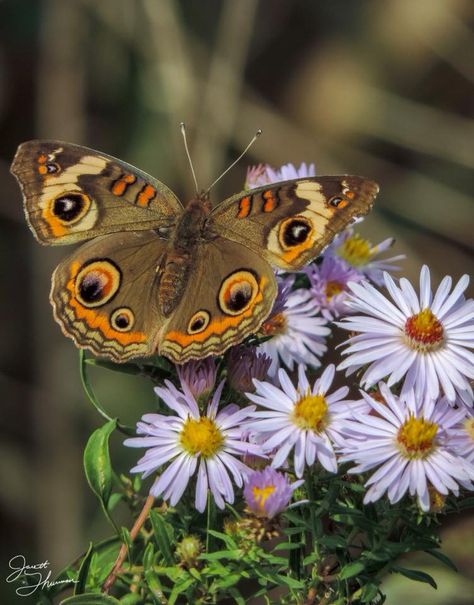 Nature, Insects, Moth Reference, Common Buckeye Butterfly, Buckeye Butterfly, Olathe Kansas, Butterfly Photos, Arachnids, Moth