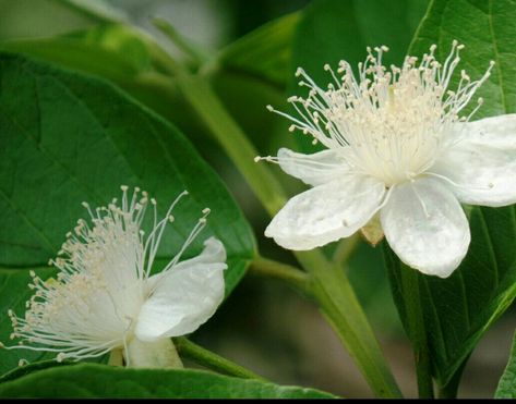 Common Guava flower, Tropical Guava, Yellow Guava Guava Flower, Philippine Flowers, Flower Tropical, Botanical Plants, Random Aesthetics, Moon Garden, Flowers Plants, Art Business, Tattoo Inspo