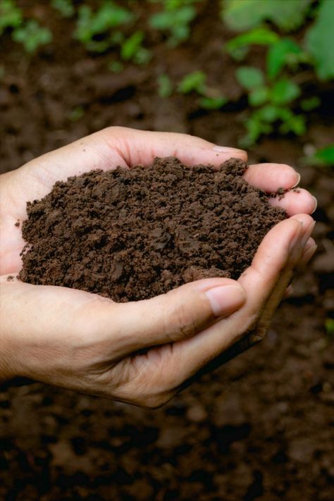 Your plants will be healthier, more robust and easier to care for if you build healthy soil. How To Make Compost, Sustainable Landscaping, Compost Tea, Plant Strong, Clay Soil, Soil Health, Container Flowers, Plant Roots, Types Of Soil