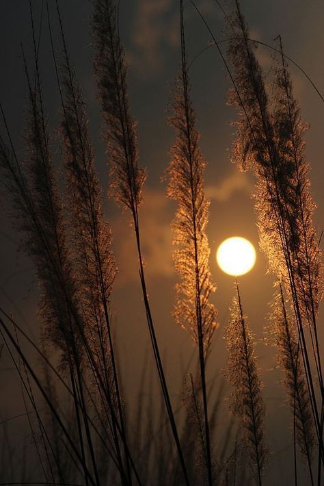 Moon Photos, Moon Pictures, Moon Photography, Beautiful Moon, Harvest Moon, Photography Wallpaper, Nature Wallpaper, Beautiful Photography, Beautiful Wallpapers