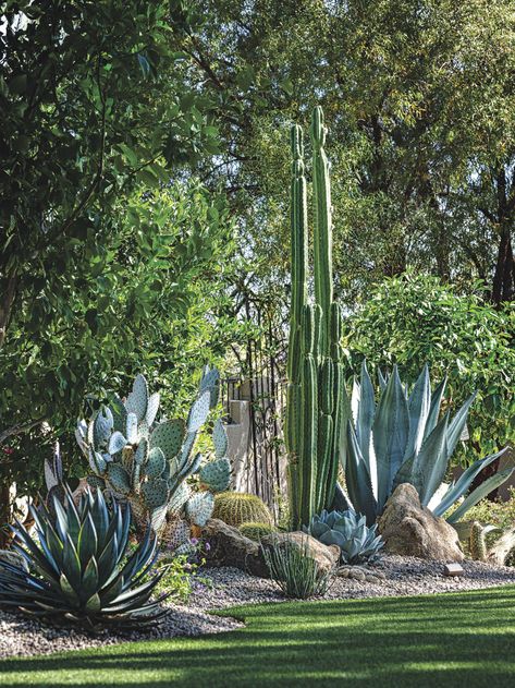 This Enchanting Backyard Takes Cues from Desert Botanical Garden - Phoenix Home & Garden Desert Landscape Ideas For Backyard, Phoenix Arizona Landscape, Spanish Desert Landscape, Backyard Botanical Garden, Desert Backyard Ideas On A Budget, Az Landscaping Ideas Front Yard, Desert Cottage Garden, Phoenix Home And Garden, Backyard Desert Oasis