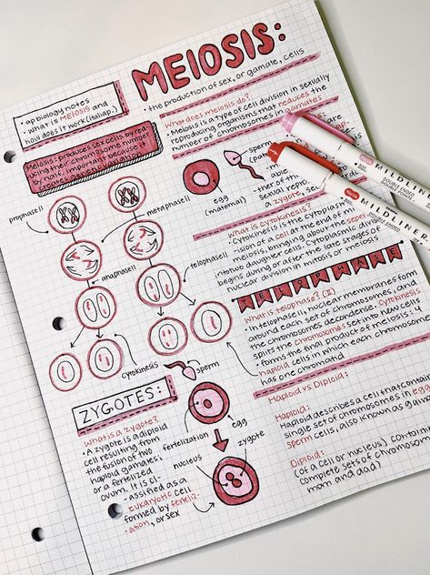 ap biology notes. meiosis. science. #neathandwritting #aestheticnotes #apbiology #notes #school #prettynotes Studie Hacks, مشروعات العلوم, School Study Ideas, Study Biology, Nurse Study Notes, Study Tips For Students, Study Flashcards, College Notes, Seni Dan Kraf