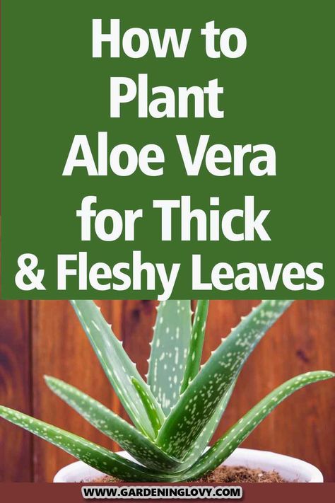 Aloe vera is a popular houseplant that is easy to grow, looks pretty, and has many benefits. Read to know How To Plant Aloe Vera at your home. How To Take Care Of An Aloe Vera Plant, How To Pot Aloe Vera Plant, Aloe Vera Plant Growing Tips, Aloe Vera Plant Care Indoor, Pruning Aloe Vera Plant, How To Plant Aloe Vera, How To Transplant Aloe Vera Plant, How To Care For Aloe Vera Plant, How To Grow Aloe Vera Plant From A Leaf