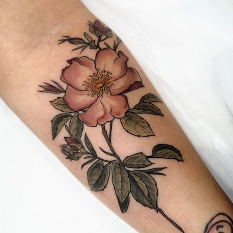 Looking for elegant, meaningful, & unique tattoo ideas? Follow our Tattoo board: Boho botanical line work & minimalist tattoo design. Check out #SativaScienceClub for more dainty tattoo ideas & body art. #Tattoos #Ink #TattooArt Wild Prairie Rose Tattoo, Climbing Rose Tattoo, Dog Rose Tattoo, Wild Rose Tattoo, Ivy Tattoo, Rose Tattoo Meaning, Rose Tattoo Sleeve, Watercolor Tattoo Flower, Floral Tattoos