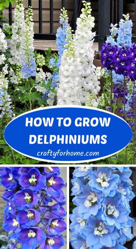 Bulbs In Pots Ideas, Easy Flowers To Grow Outdoors, Delphinium Flower Bouquet, Delfinium Flower, Flower Garden Inspiration, Easy Flowers To Grow, Tall Perennial Flowers, Home Flower Garden, Best Garden Plants