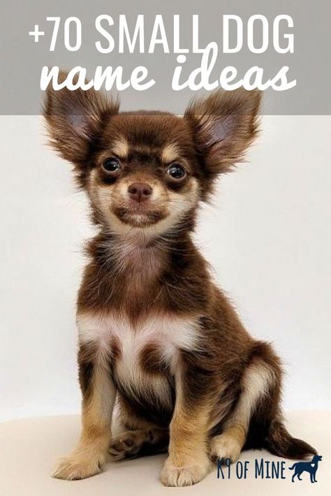 Looking for the perfect name for your petite pooch? We'll help with naming inspiration - see our list of the best dog name ideas for tiny pups! Small Dog Names Boys, Chihuahua Names Boys, Small Male Dog Names, Girl Pet Names, Puppies Names Female, Dogs Names List, Small Dog Names, Dog Name Ideas, Names Dog