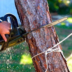 How To Tell If A Tree Needs To Be Cut Down? Tree Stump Killer, Garden Archway, Garage Pergola, Gazebo Plans, Cheap Pergola, The Family Handyman, Building A Pergola, Tree Felling, Odd Things